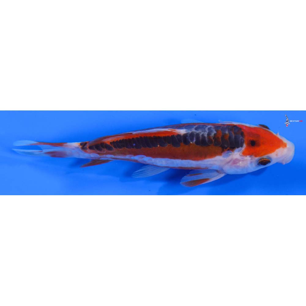 4.5” Imported Shusui