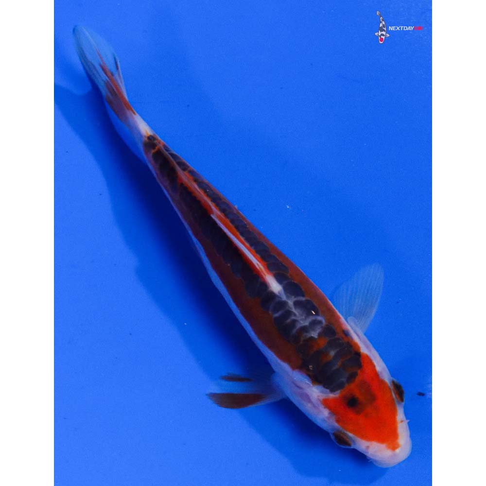 4.5” Imported Shusui