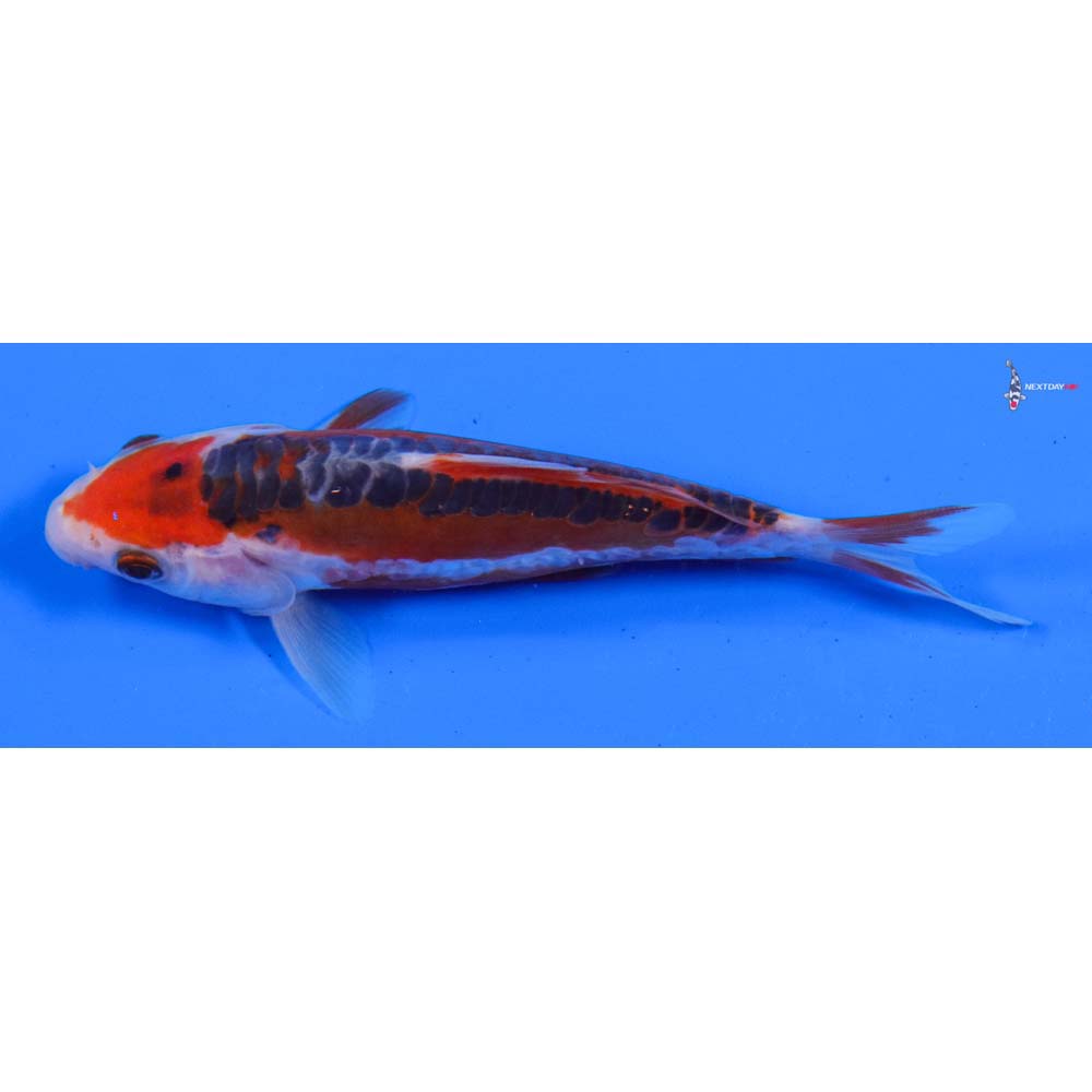 4.5” Imported Shusui