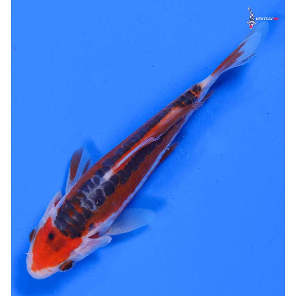 4.5” Imported Shusui