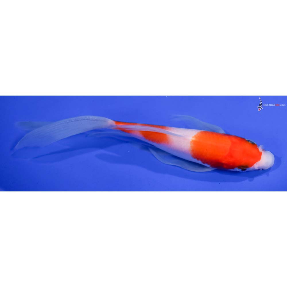 5” Imported Kohaku Butterfly Koi
