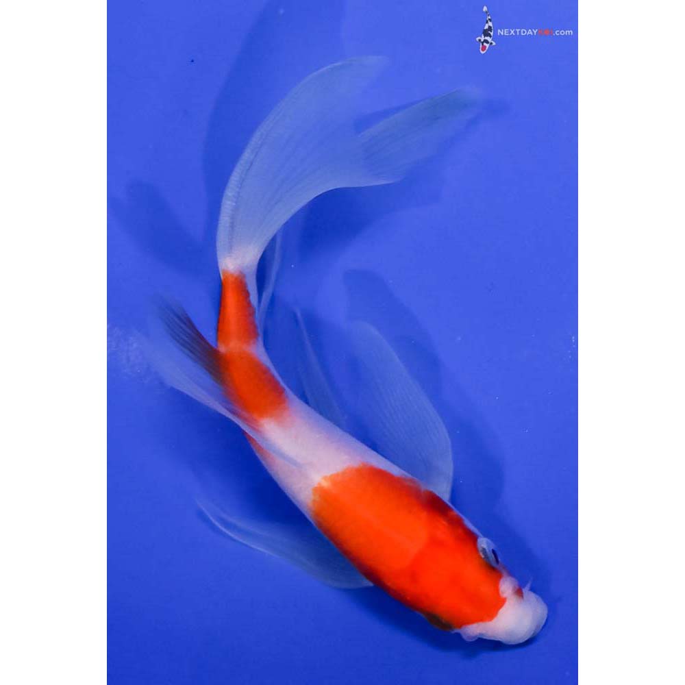 5” Imported Kohaku Butterfly Koi