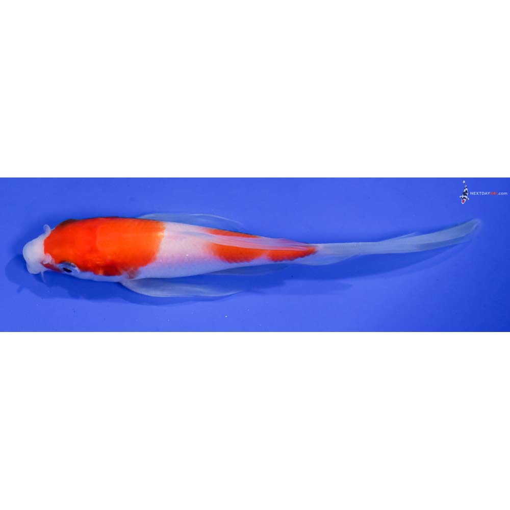 5” Imported Kohaku Butterfly Koi