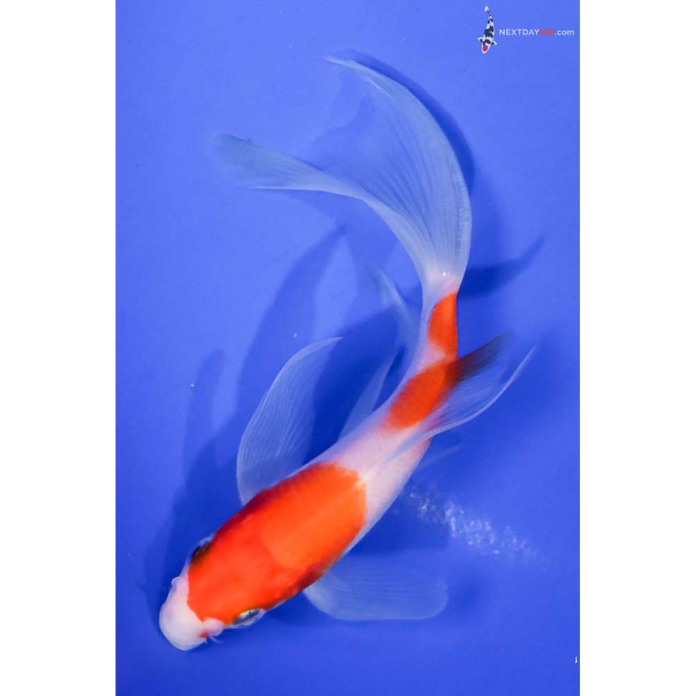 5” Imported Kohaku Butterfly Koi