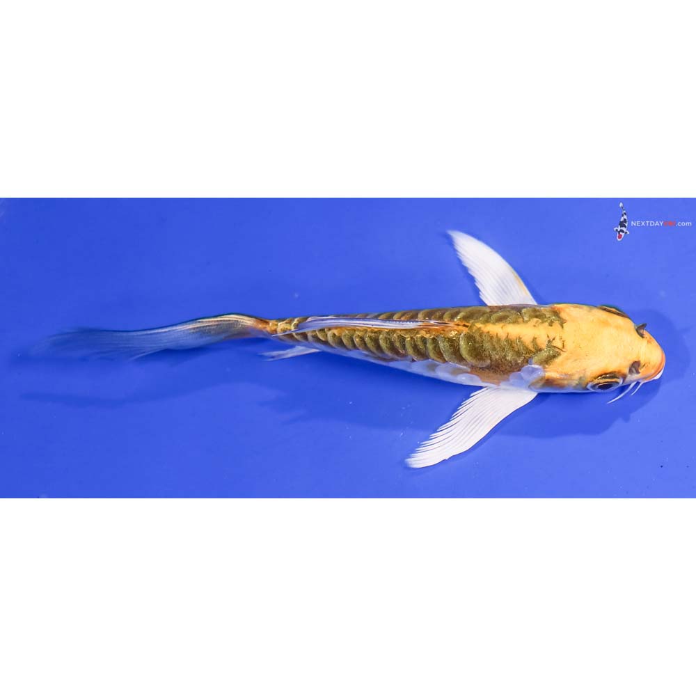 5” Imported Doitsu Kujaku Butterfly Koi