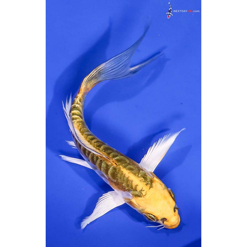 5” Imported Doitsu Kujaku Butterfly Koi