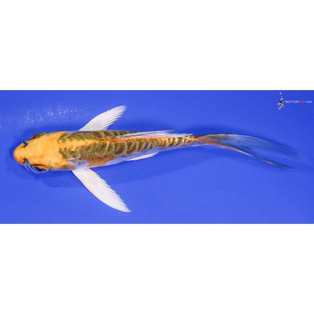 5” Imported Doitsu Kujaku Butterfly Koi
