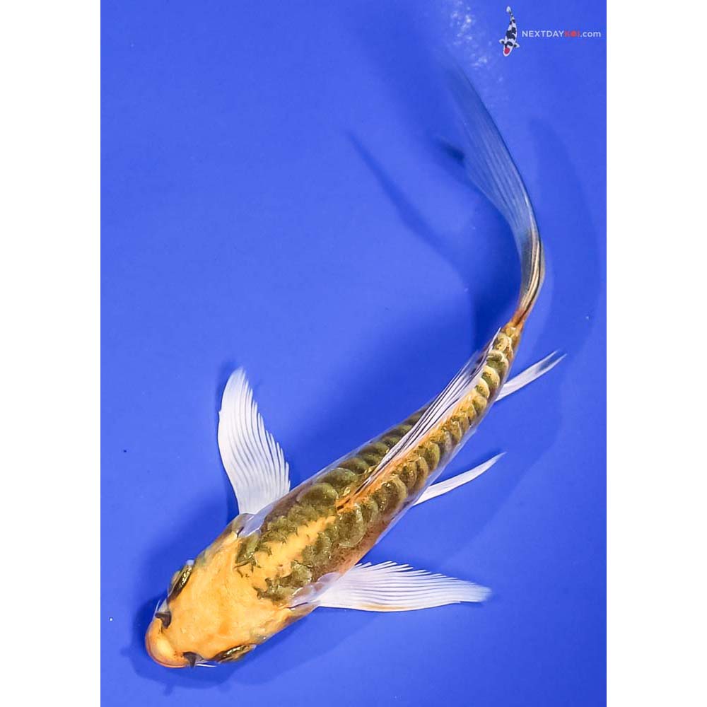 5” Imported Doitsu Kujaku Butterfly Koi