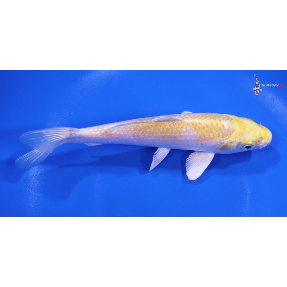 5.5” Imported Lemon Hariwake