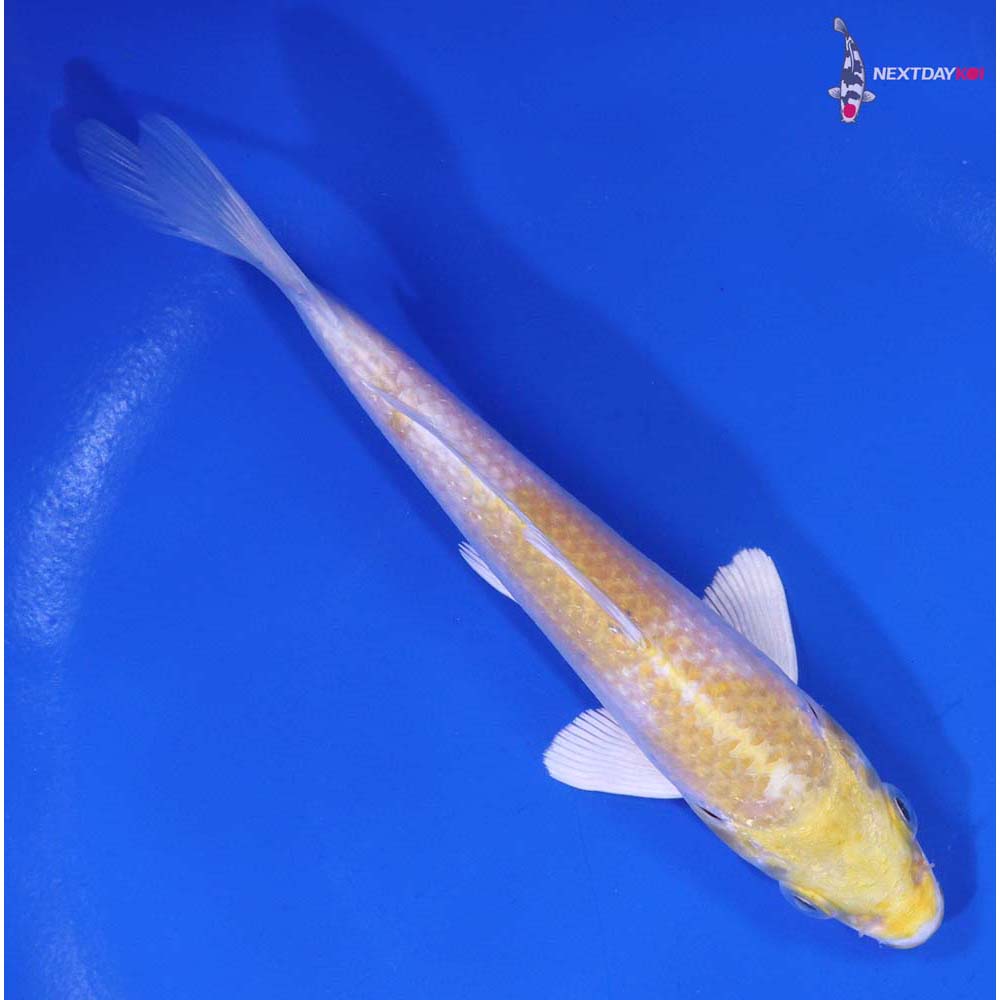 5.5” Imported Lemon Hariwake