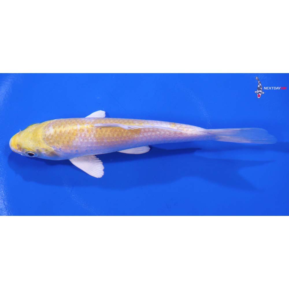 5.5” Imported Lemon Hariwake