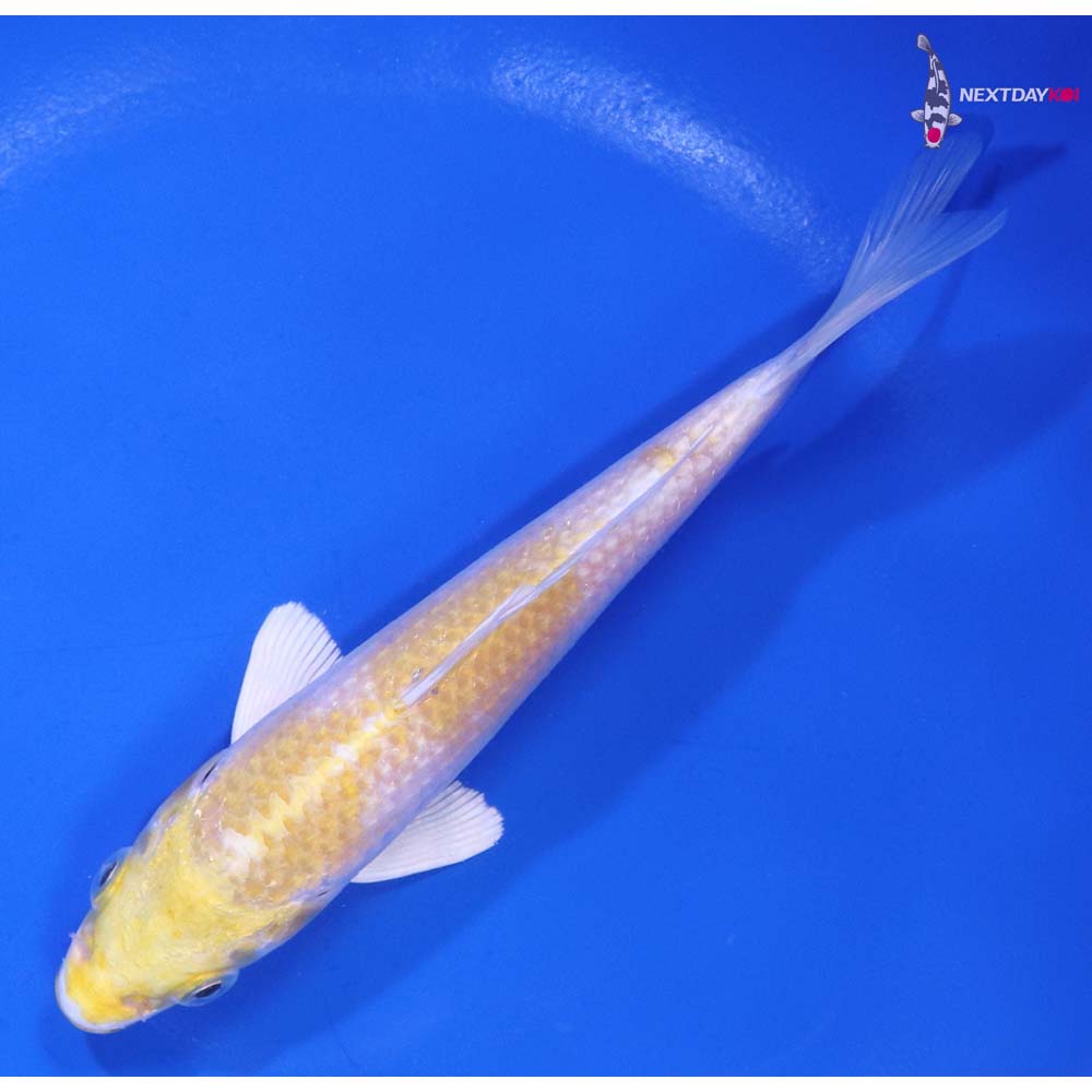 5.5” Imported Lemon Hariwake