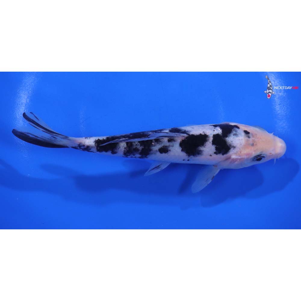 5.5” Imported Shiro Bekko