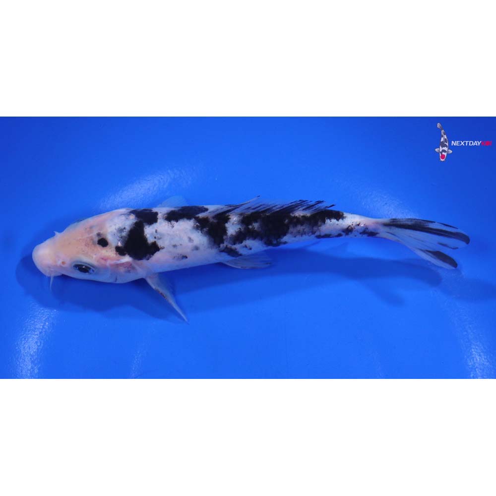 5.5” Imported Shiro Bekko