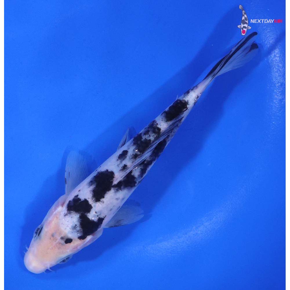 5.5” Imported Shiro Bekko