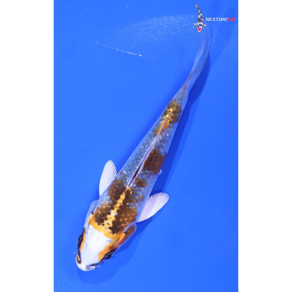 4” Imported Kujaku