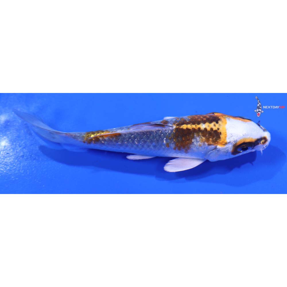 4” Imported Kujaku