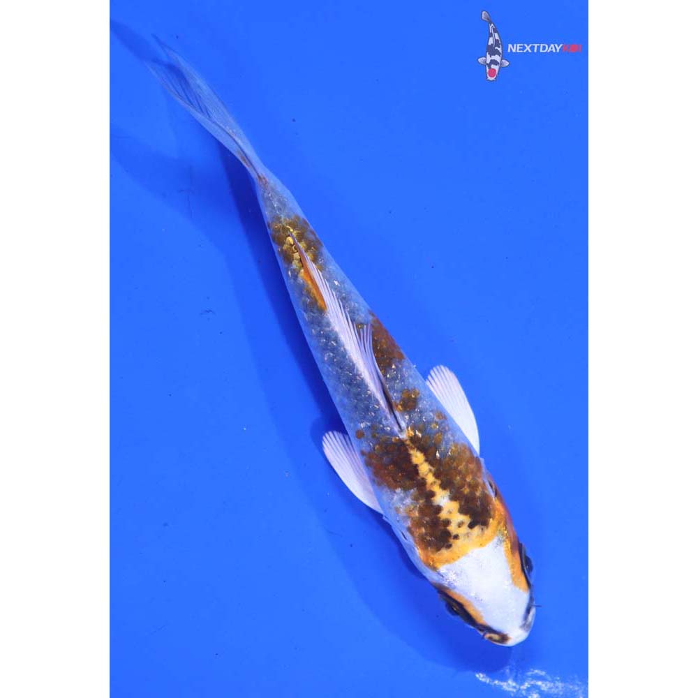 4” Imported Kujaku