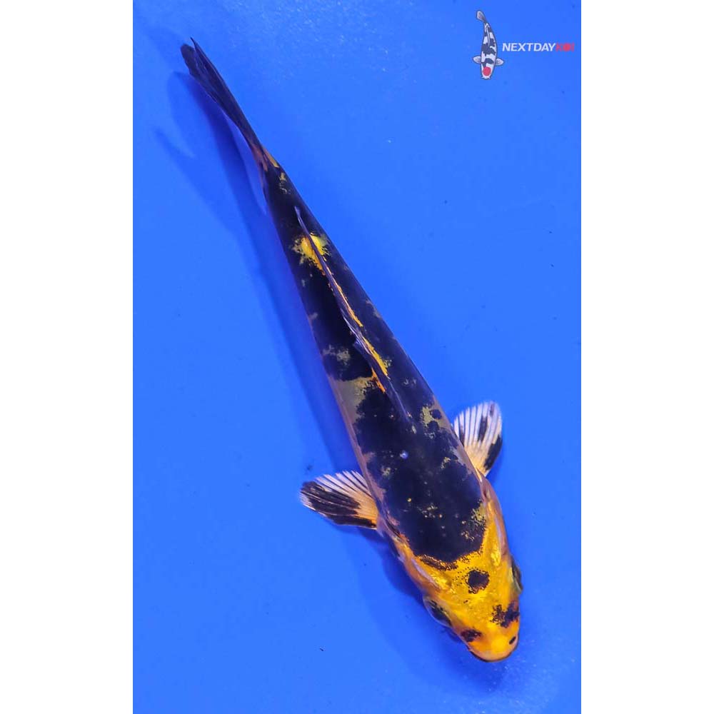 4” Imported Doitsu Kin Ki Bekko