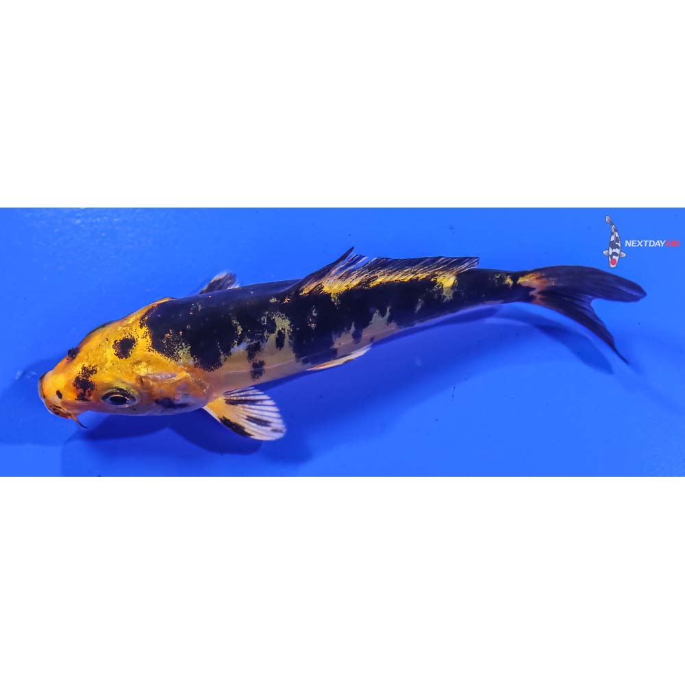 4” Imported Doitsu Kin Ki Bekko