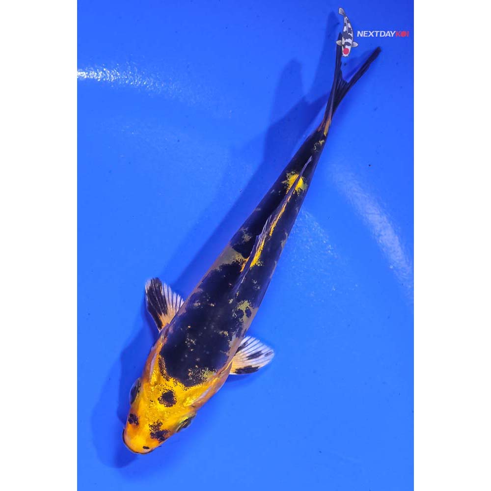 4” Imported Doitsu Kin Ki Bekko