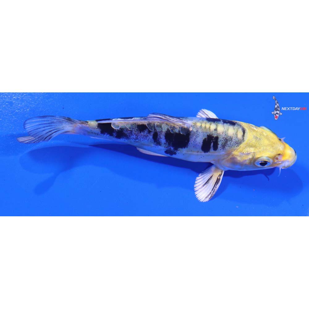 4” Imported Heisei Nishiki