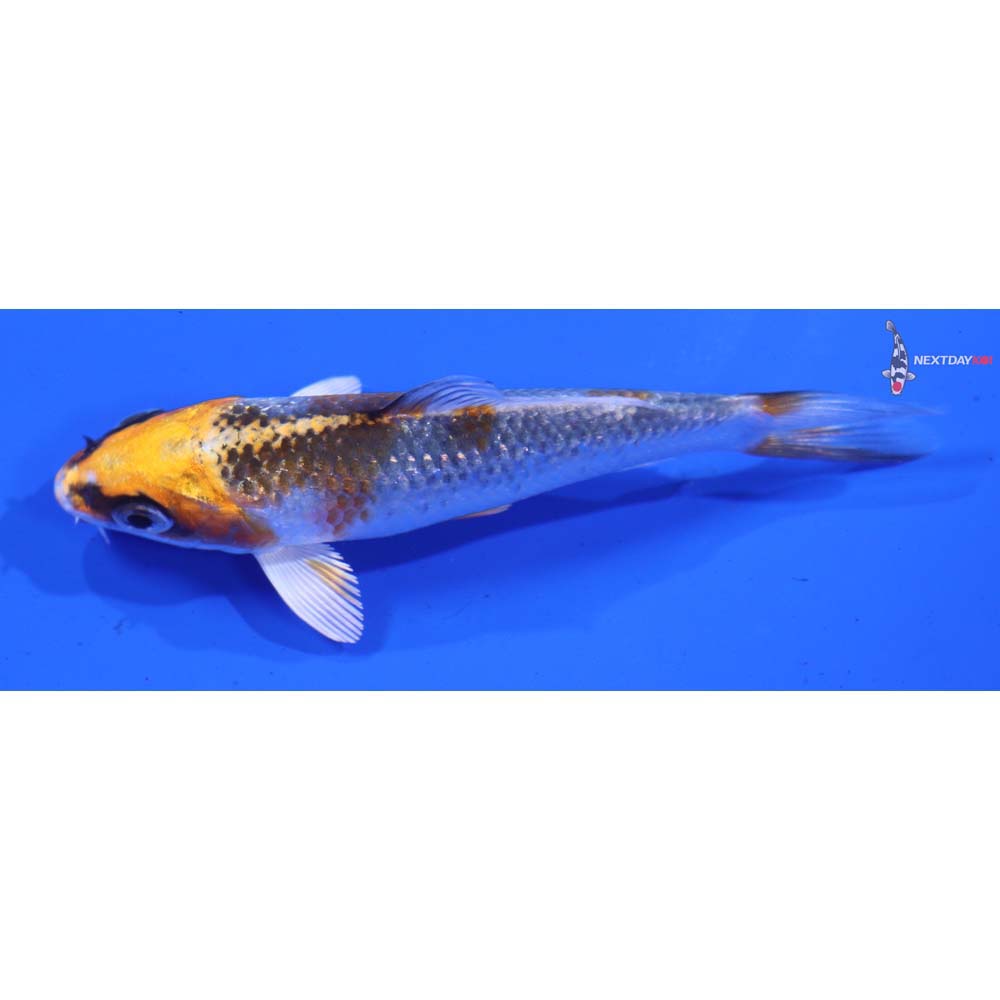 4” Imported Kujaku