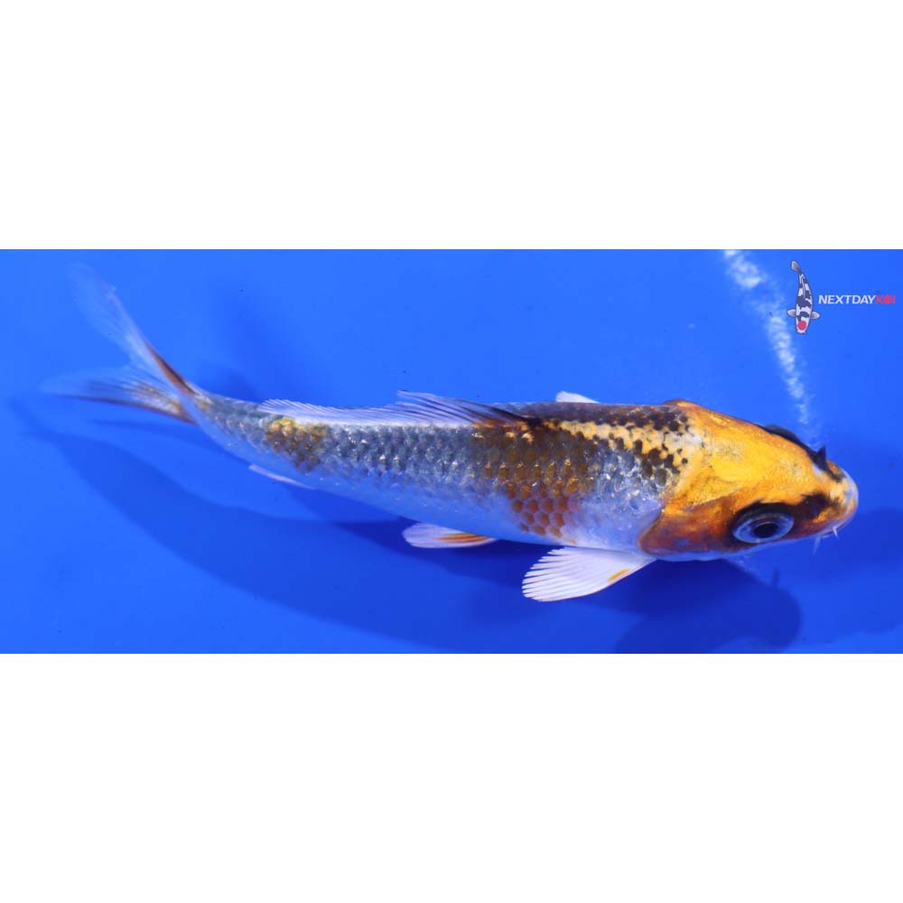 4” Imported Kujaku