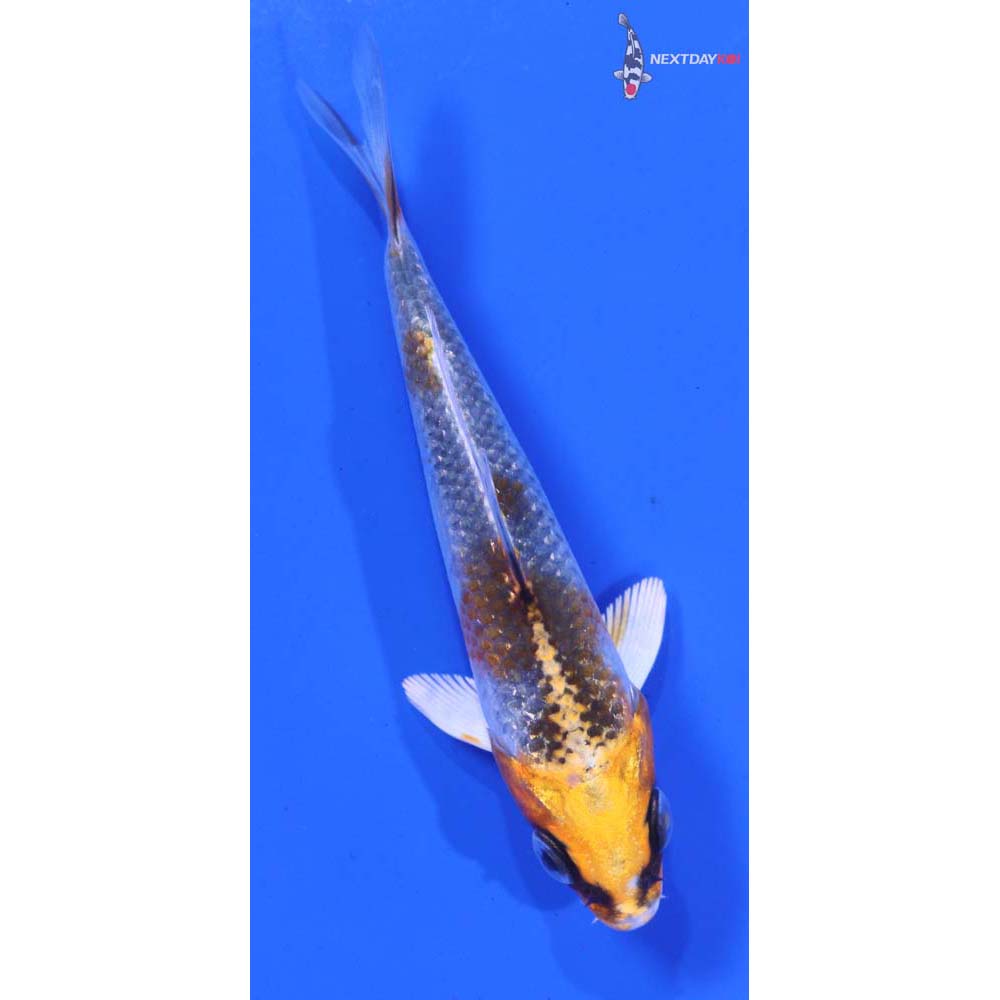 4” Imported Kujaku