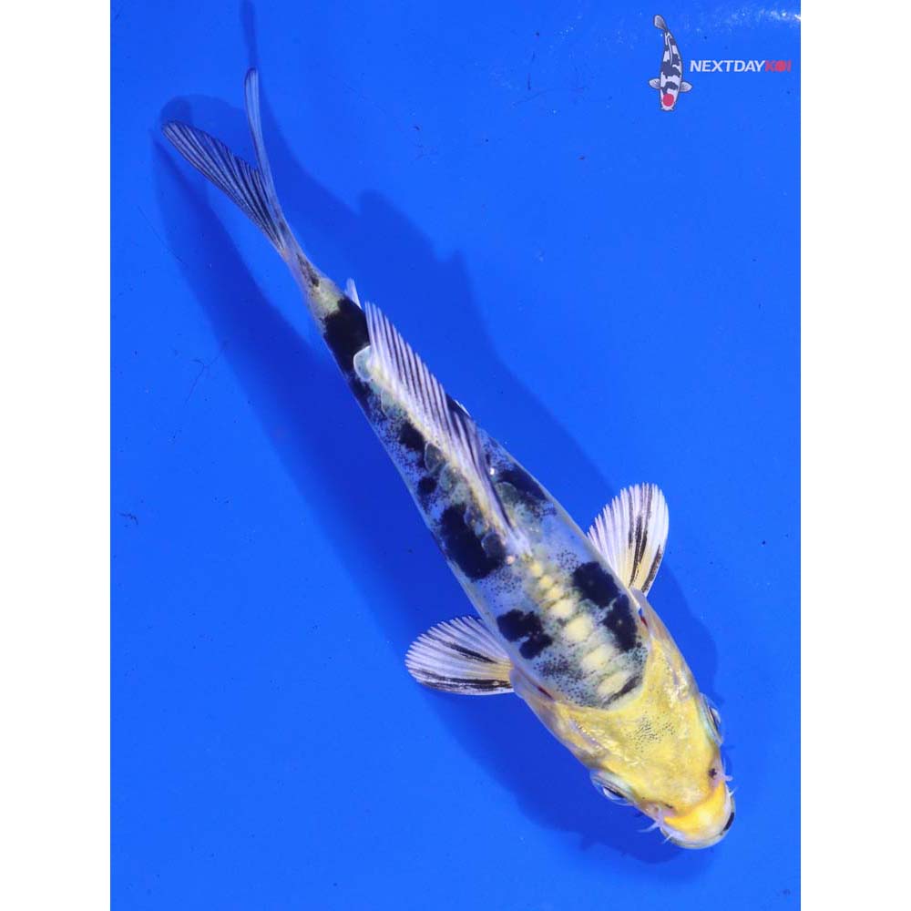 4” Imported Heisei Nishiki