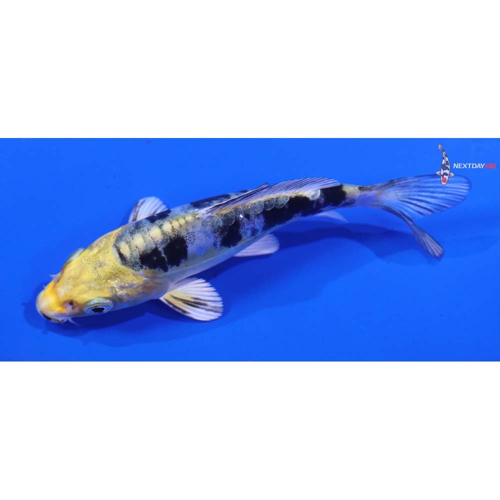 4” Imported Heisei Nishiki