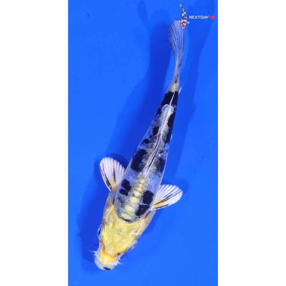 4” Imported Heisei Nishiki