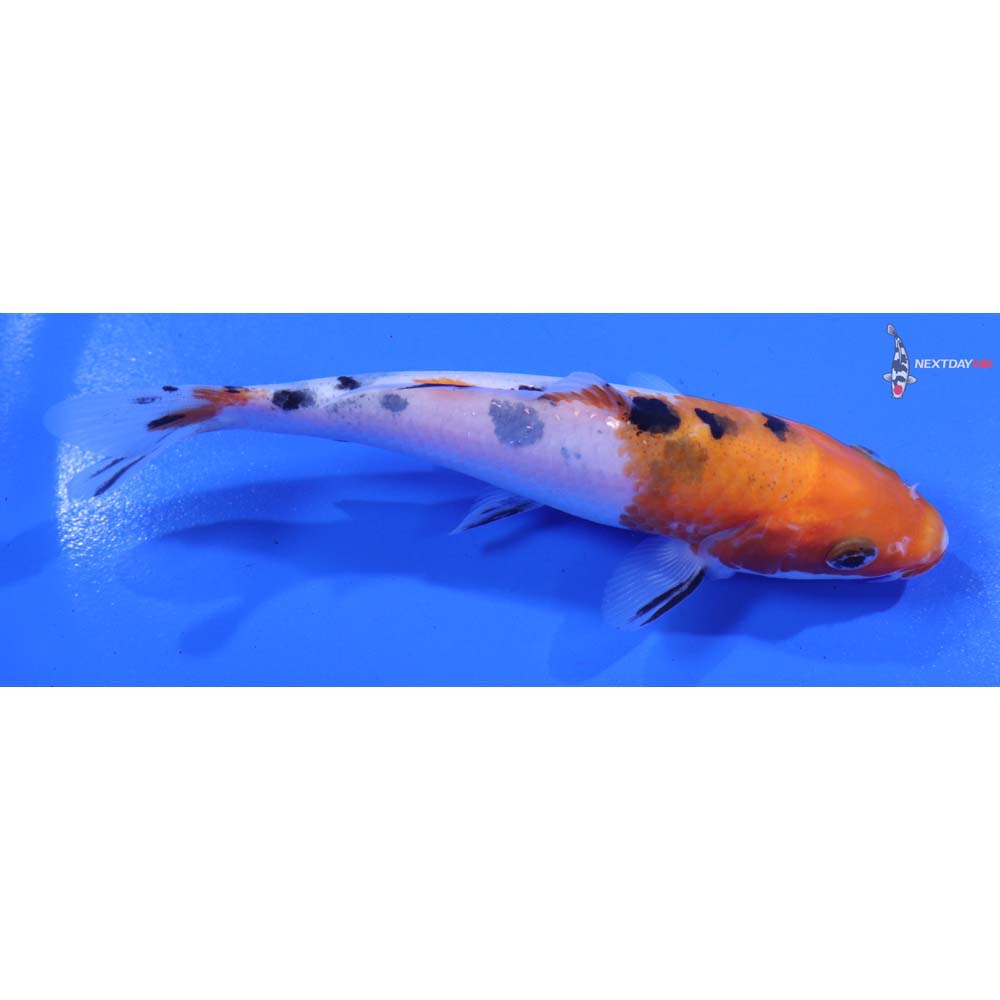 5” Imported Sanke