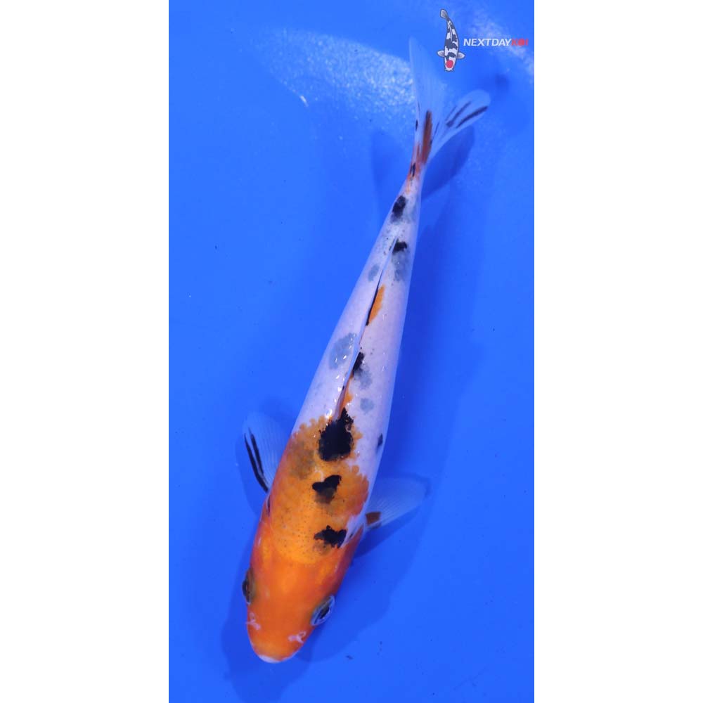 5” Imported Sanke
