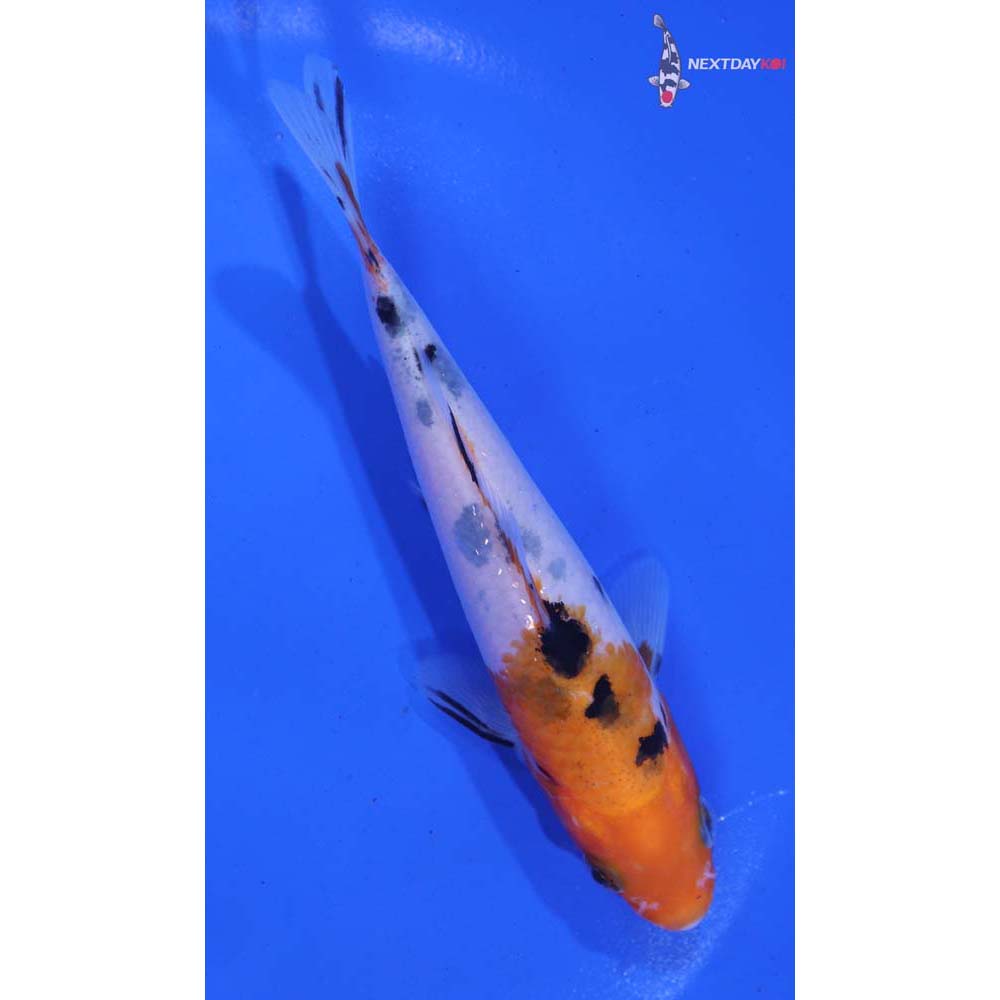 5” Imported Sanke