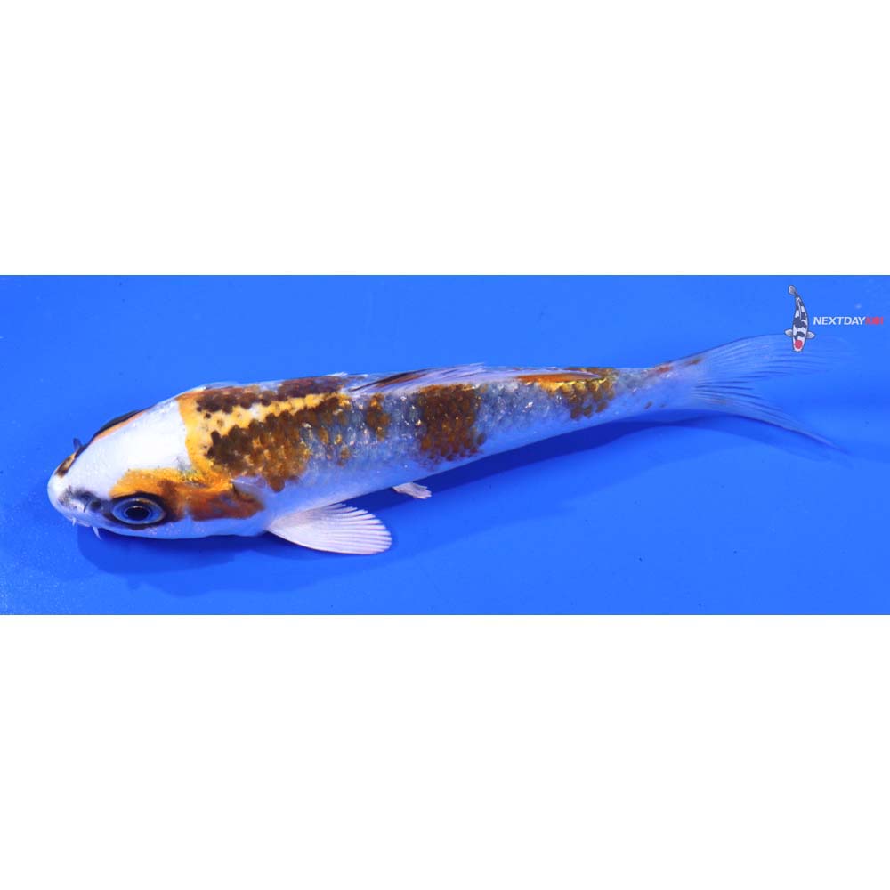 4” Imported Kujaku