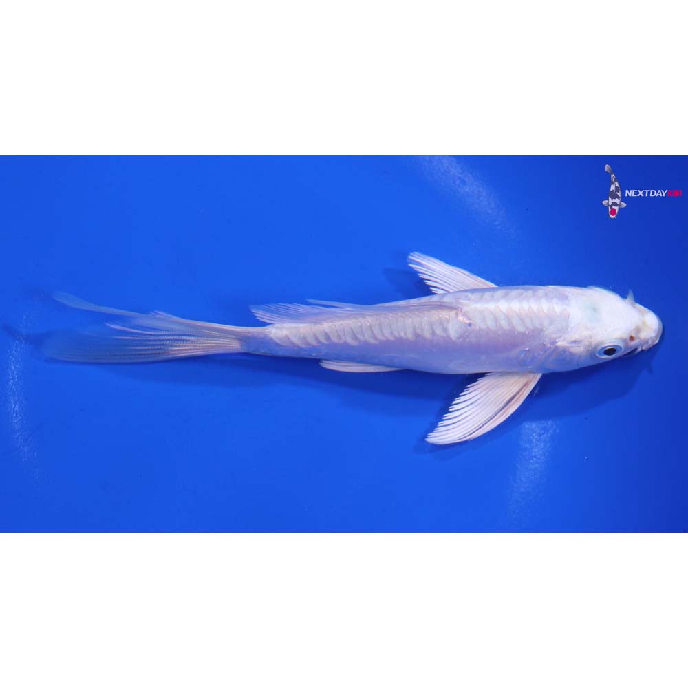 5” Imported Doitsu Platinum Ogon Butterfly Koi