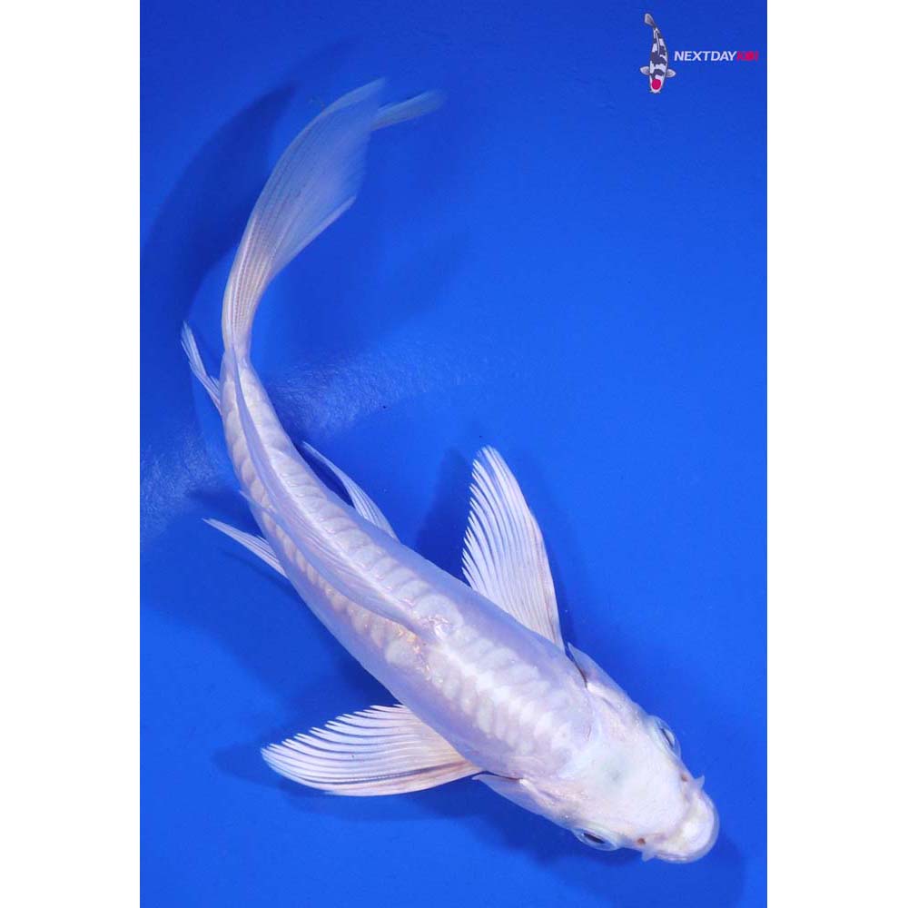 5” Imported Doitsu Platinum Ogon Butterfly Koi