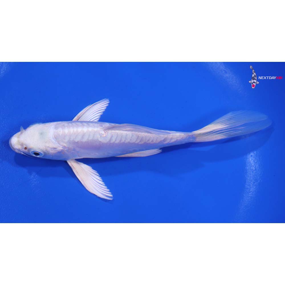 5” Imported Doitsu Platinum Ogon Butterfly Koi