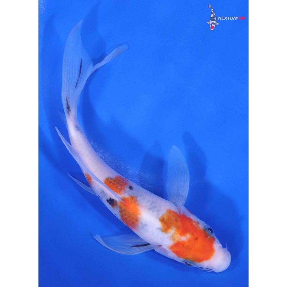 5.5” Imported Sanke Butterfly Koi