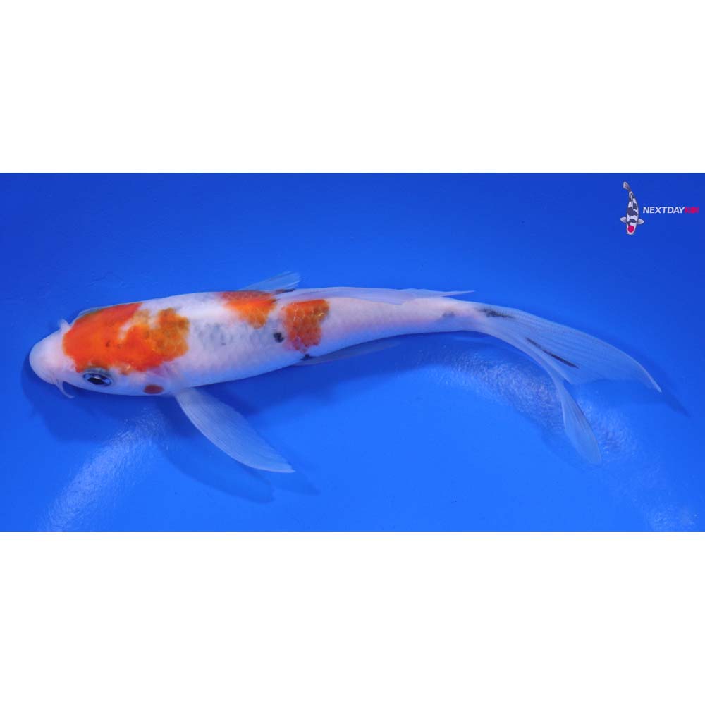 5.5” Imported Sanke Butterfly Koi