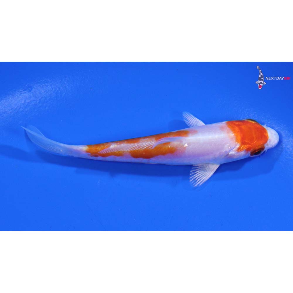 3.5” Imported Kikusui