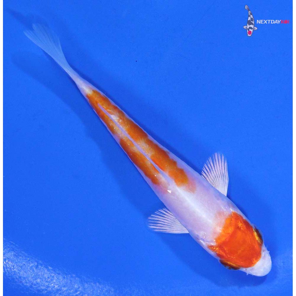 3.5” Imported Kikusui