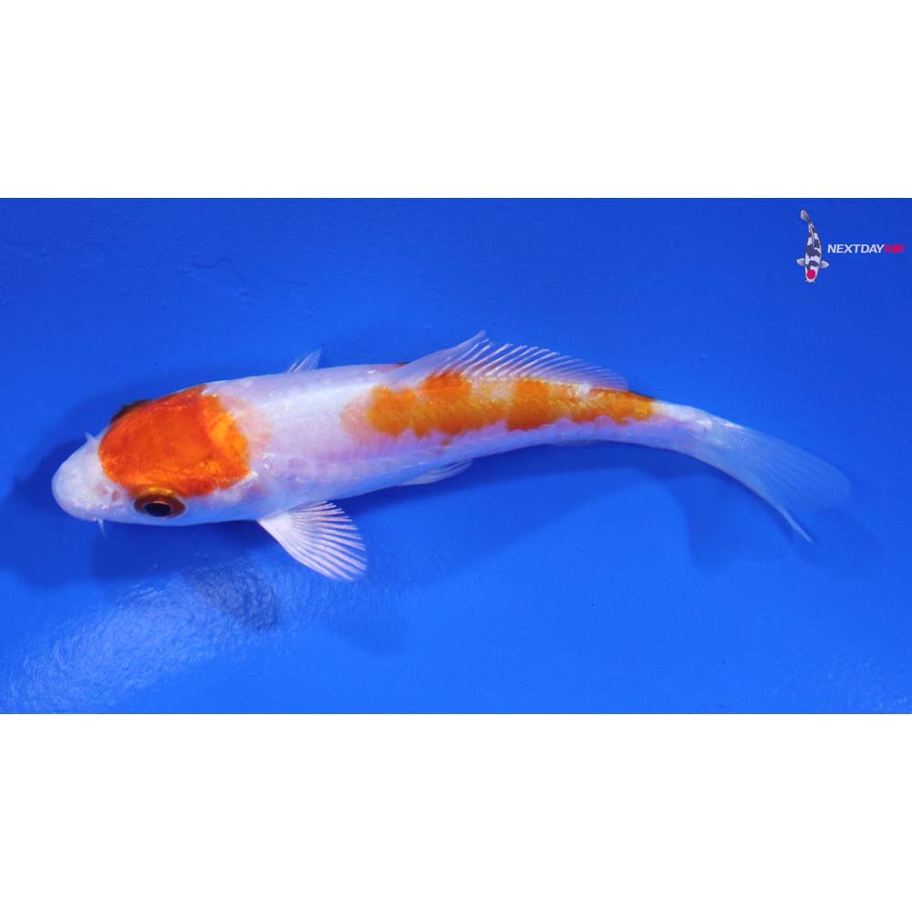 3.5” Imported Kikusui