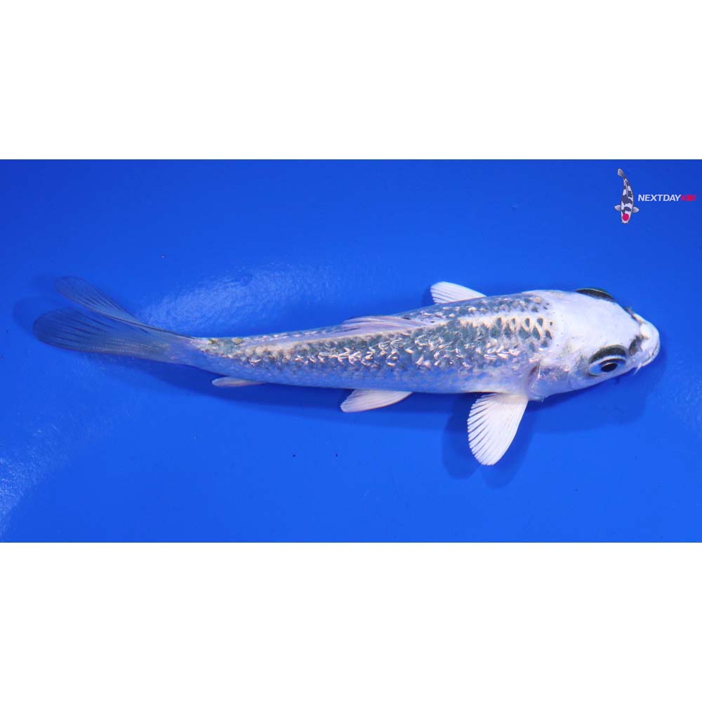 4” Imported Gin Rin Gin Matsuba