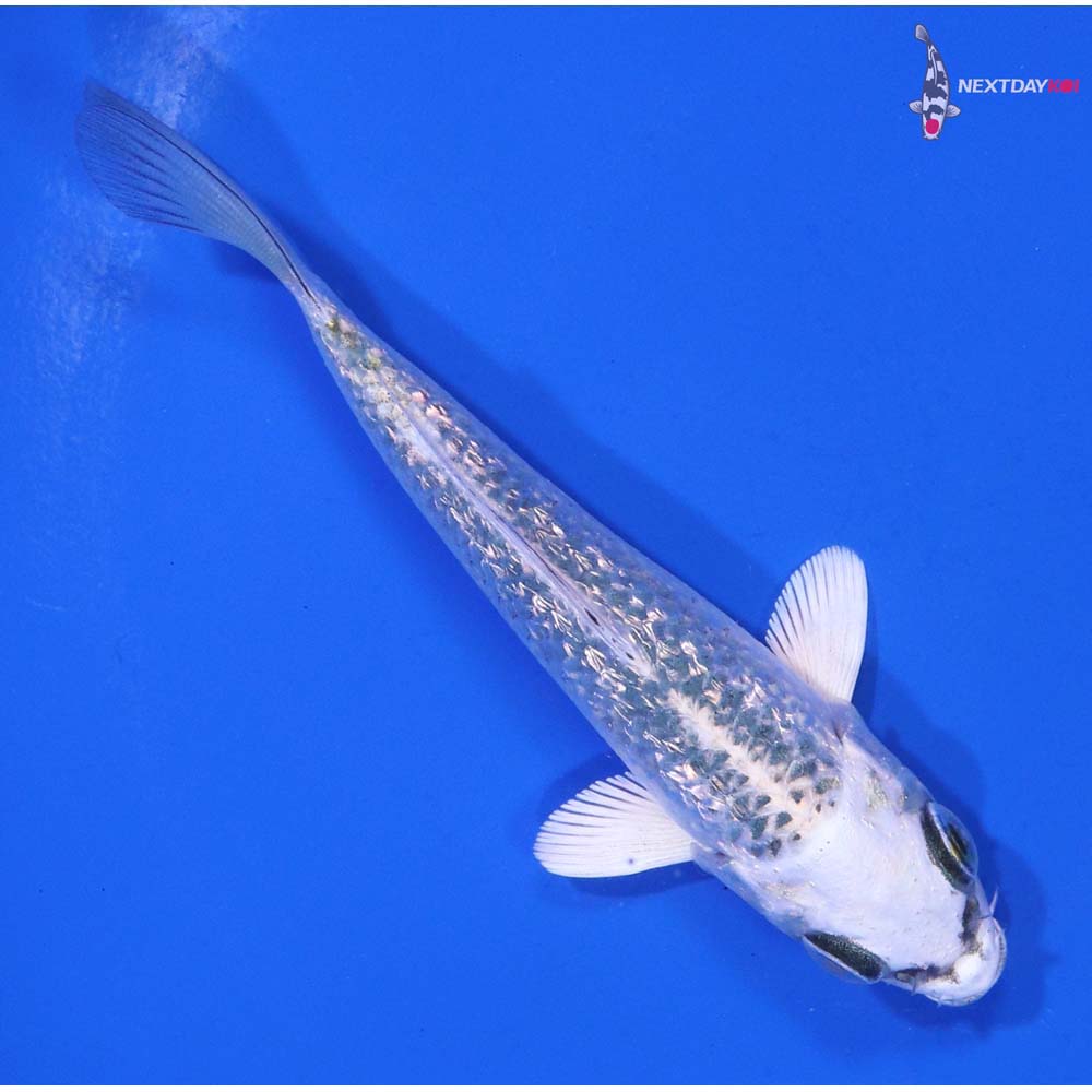 4” Imported Gin Rin Gin Matsuba