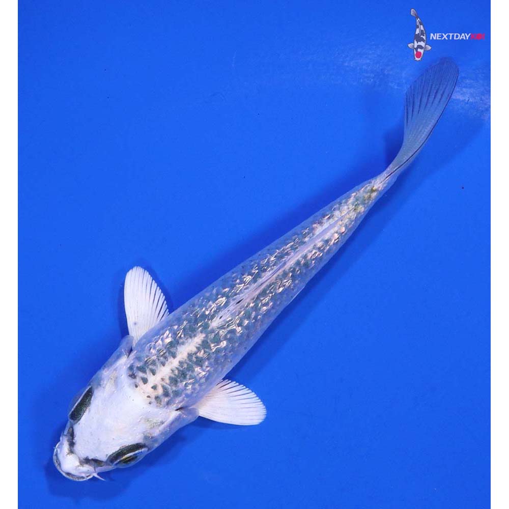 4” Imported Gin Rin Gin Matsuba