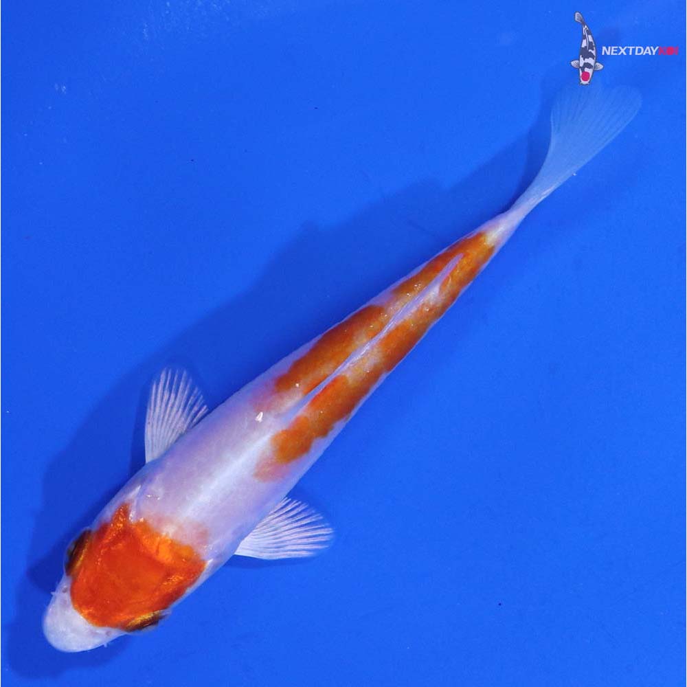 3.5” Imported Kikusui