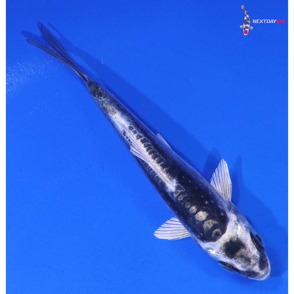 4” Imported Kikokuryu