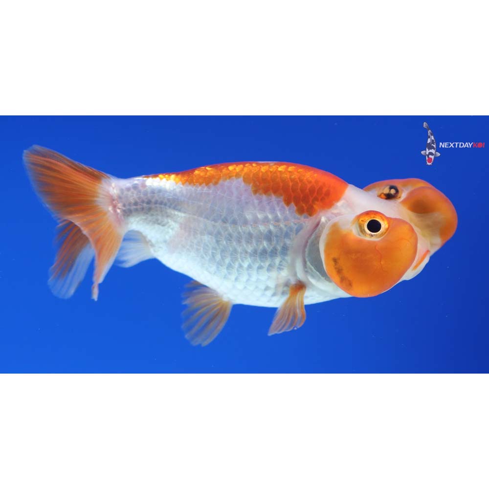 3” Imported Red and White Bubble Eye